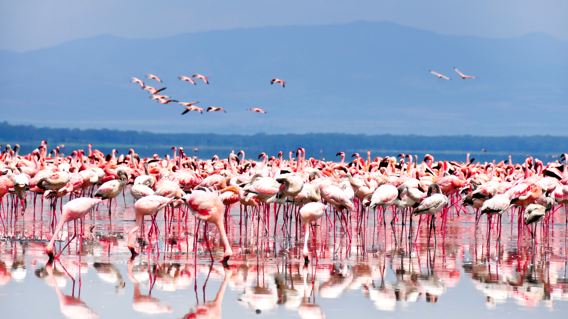 Pink Shores to Golden Plains Safari