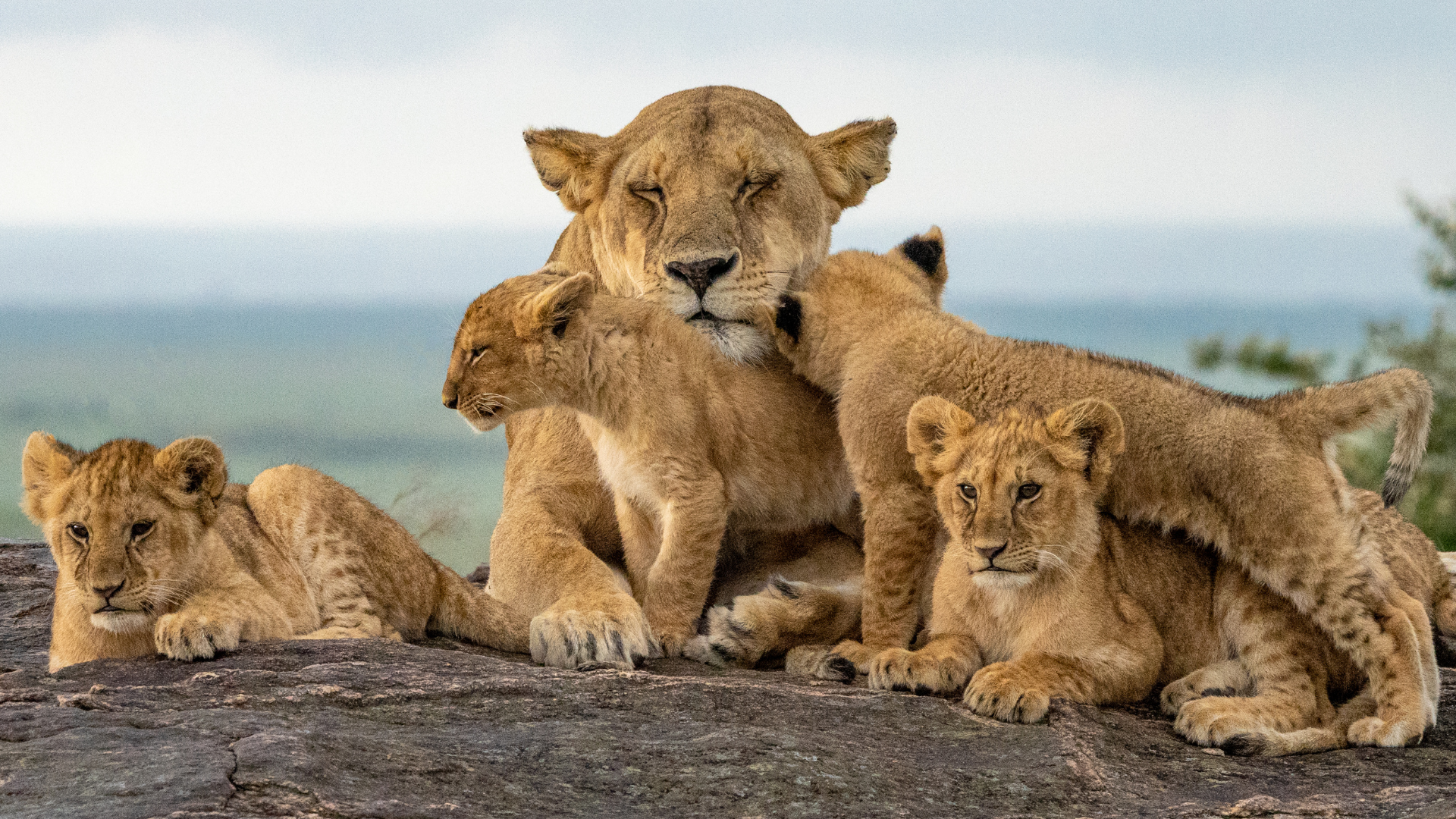 Savannah Dreams Africa Safari