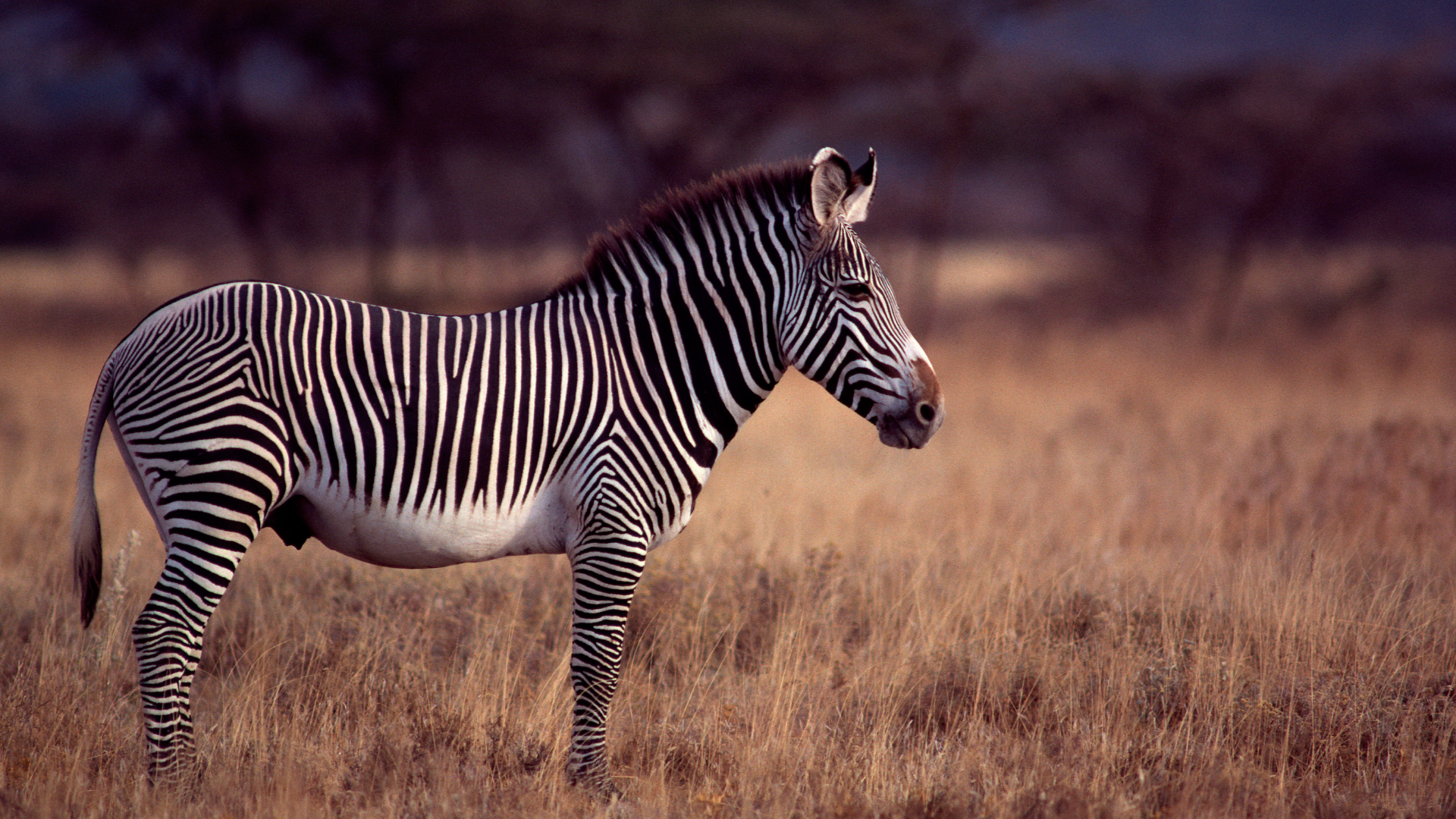 Wild Frontier Africa Safari