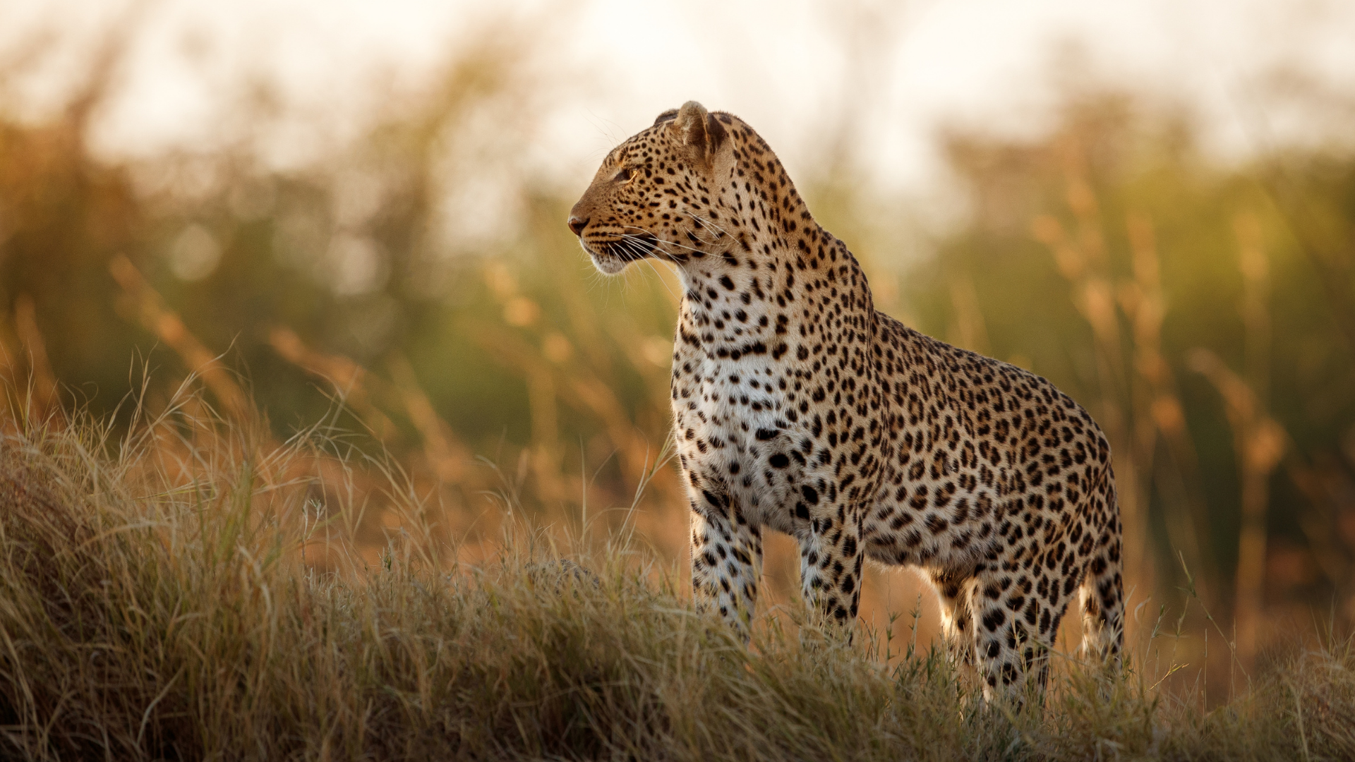 Untamed Luxury Africa Safari