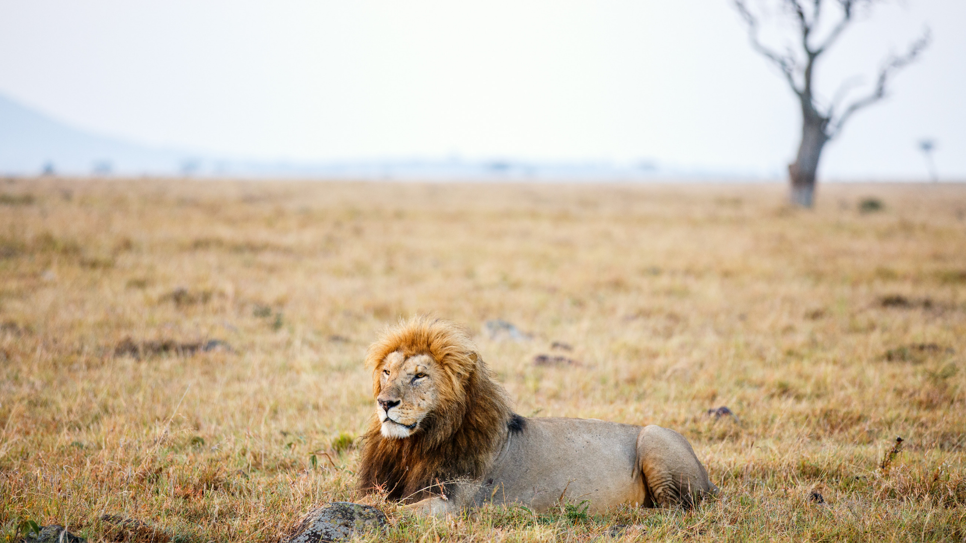 Golden Plains Africa Safari