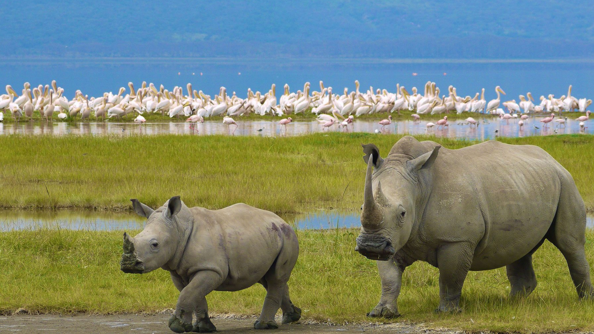 Lakeside to the Savannah