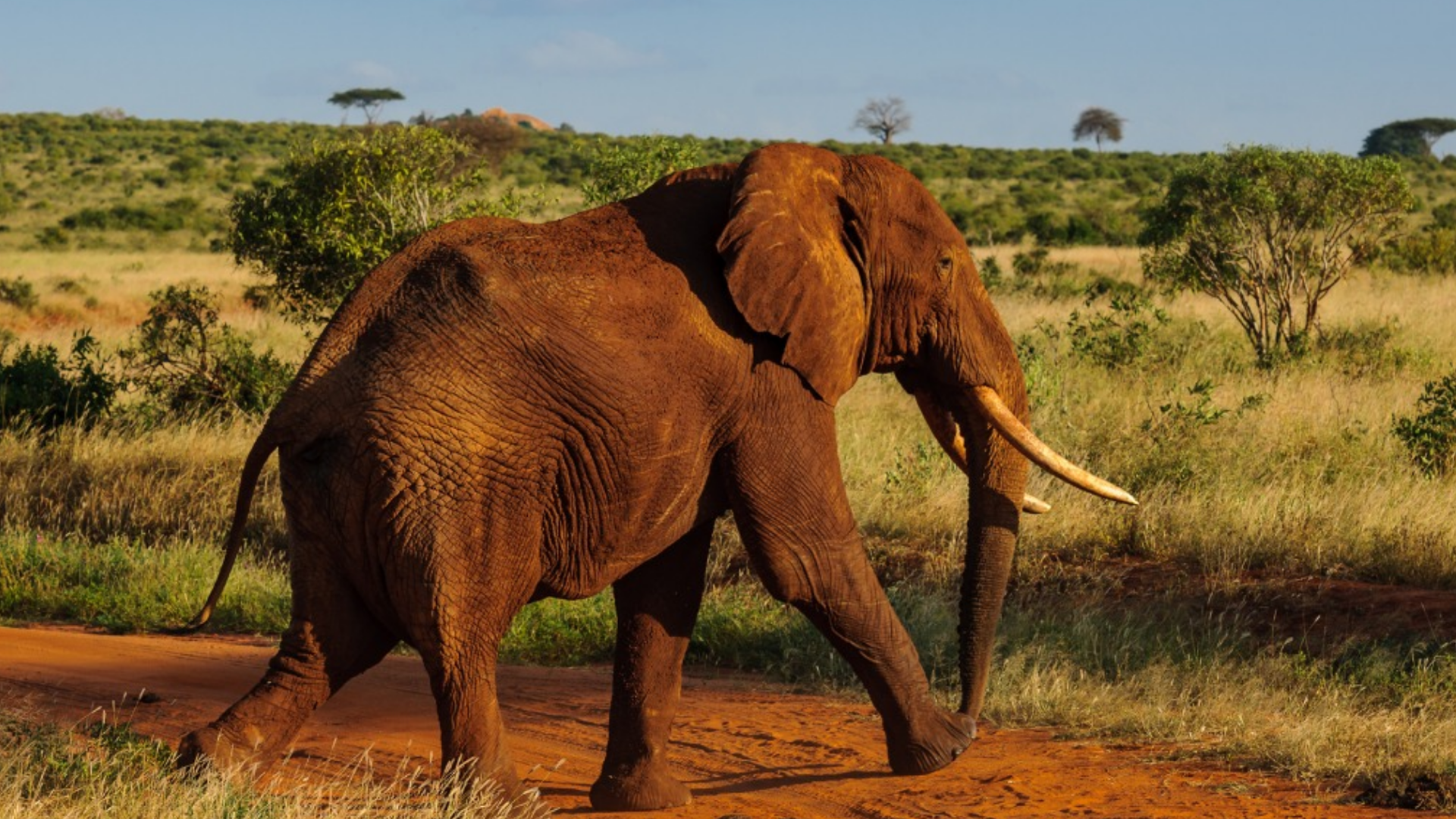Giants of Amboseli & Tsavo Safari