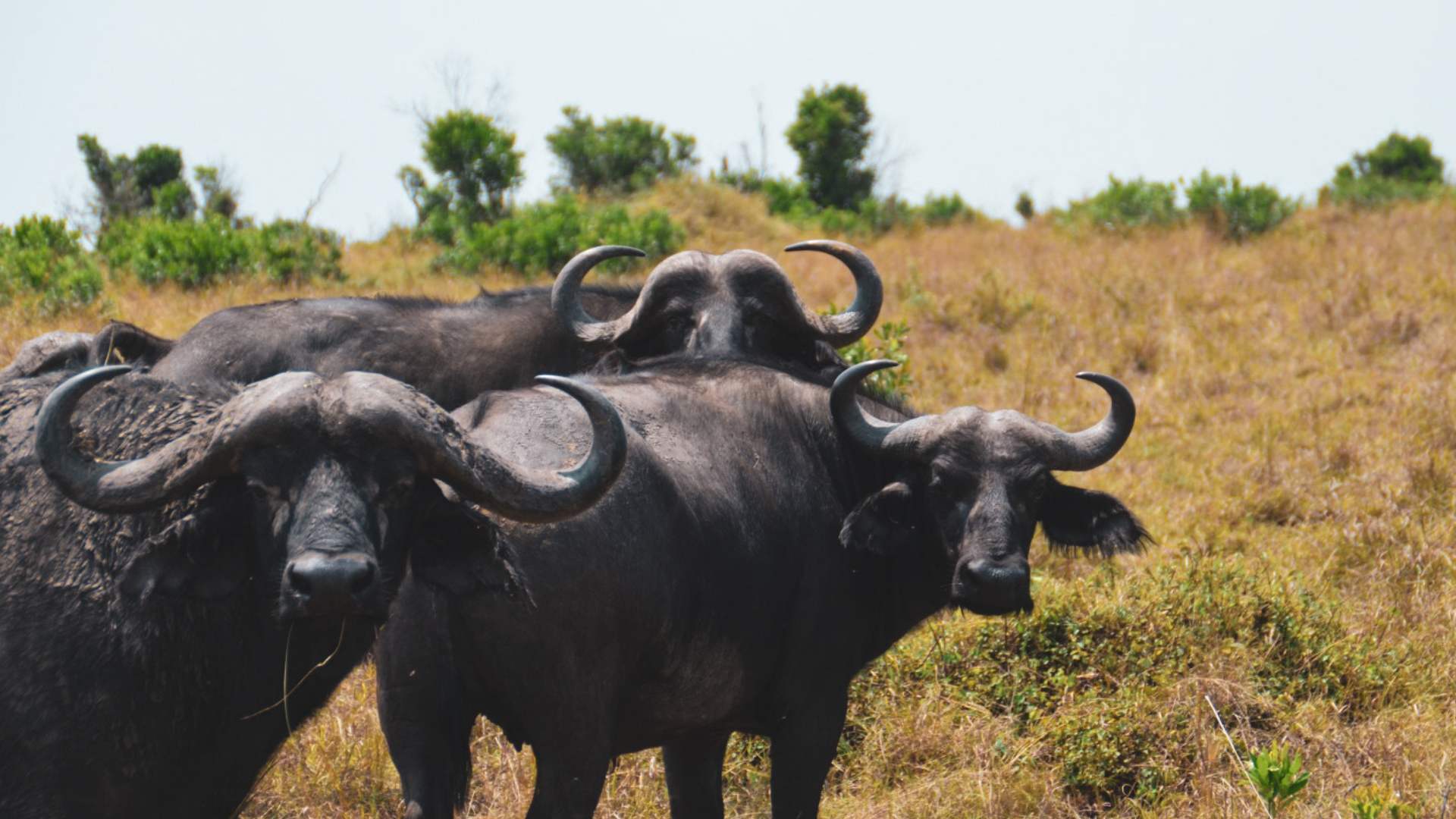 Misty Highlands to Majestic Mara