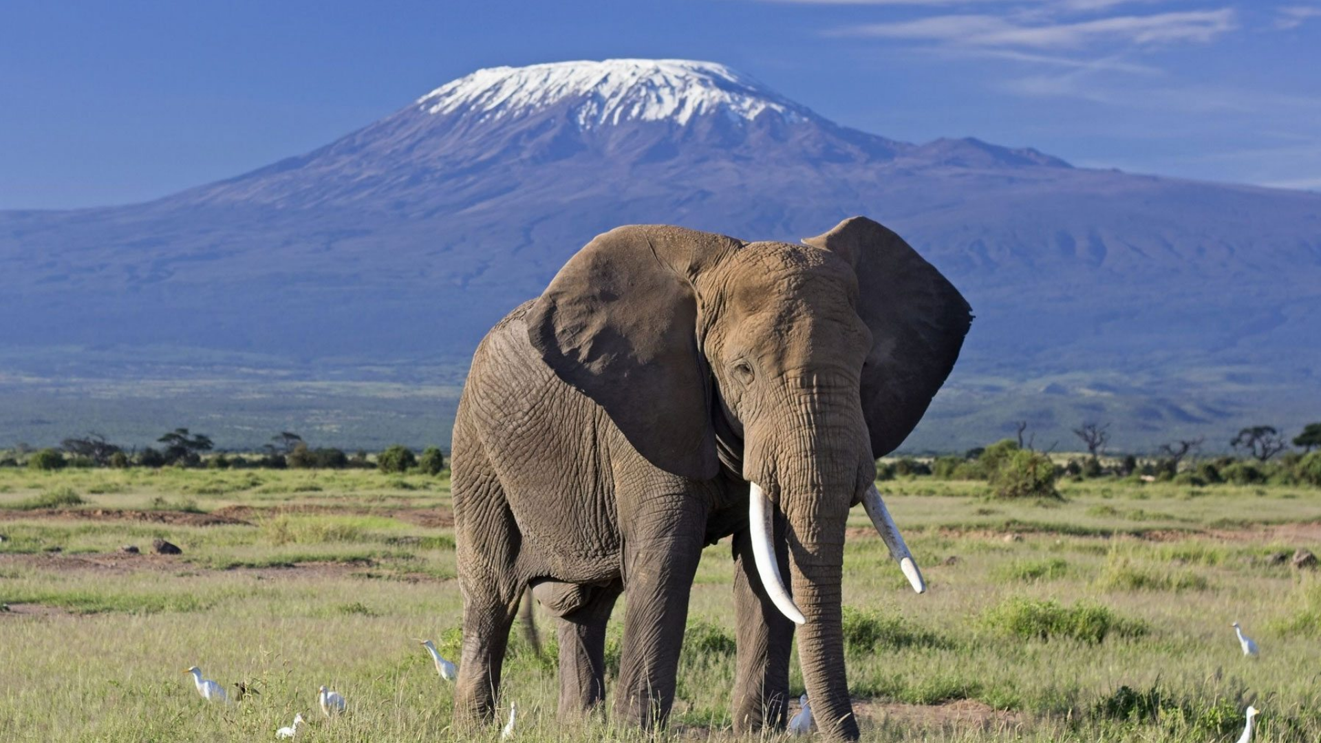 Kilimanjaro to the Savannah