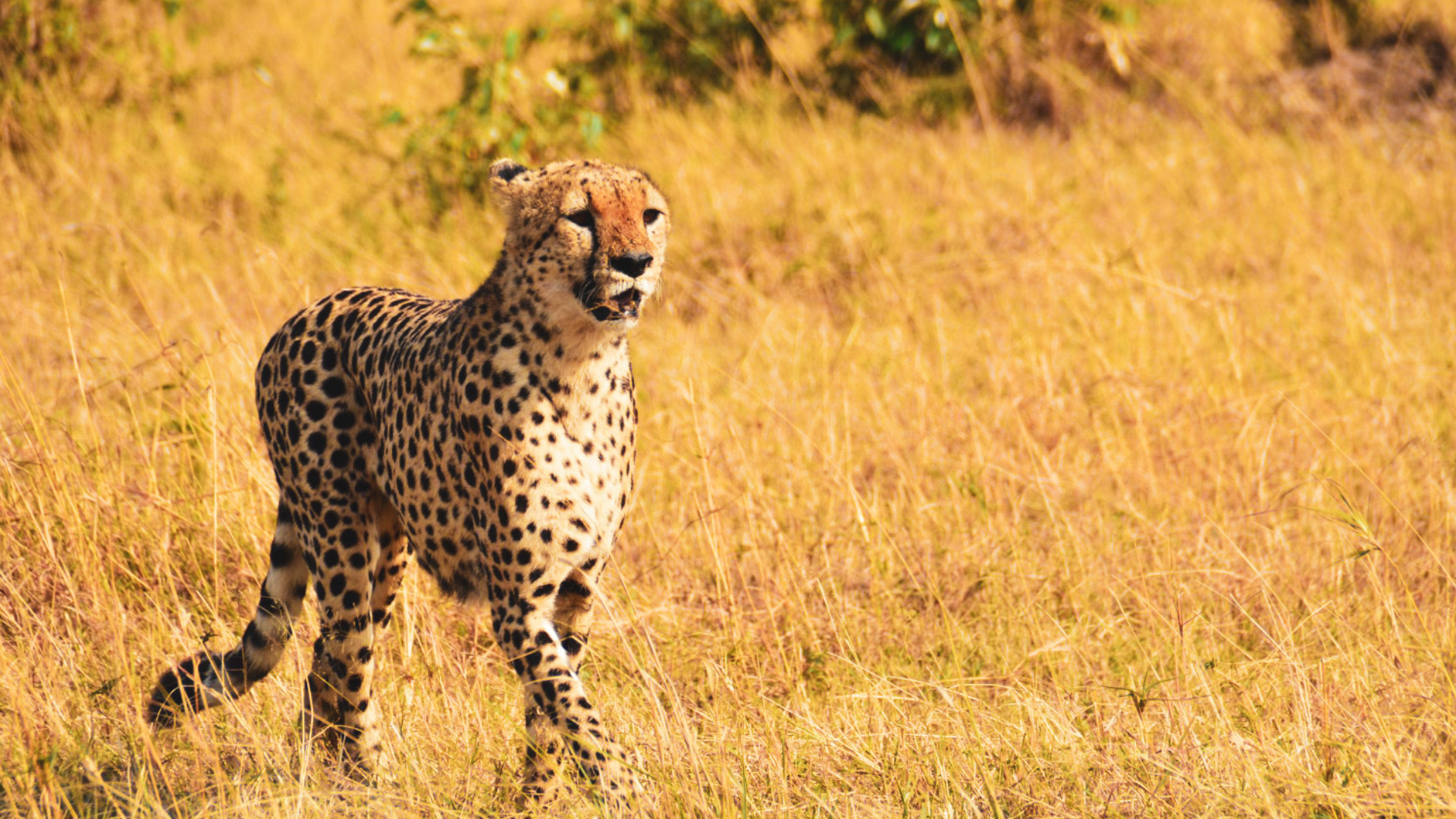 Classic Africa Safari