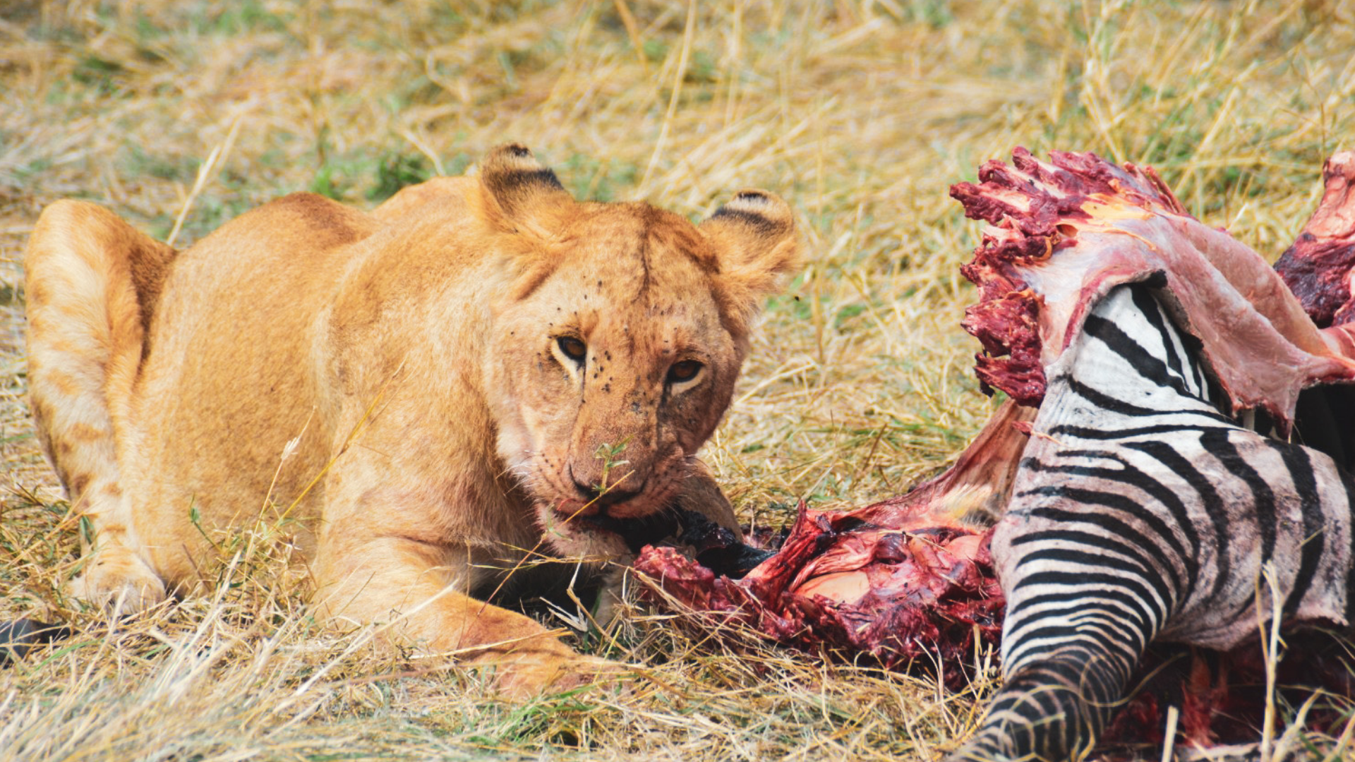 The Ultimate Safari Circuit